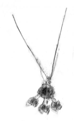 Charcoal drawing of a necklace
