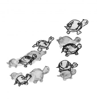 Ink drawing of turtles
